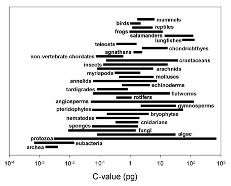 Animal Genome Size Database